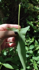 Persicaria stelligera