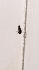 Acrolophus walsinghami
