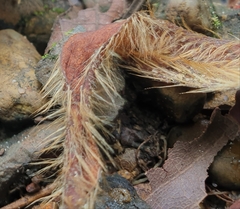 Dipterocarpaceae