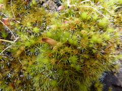 Campylopus introflexus