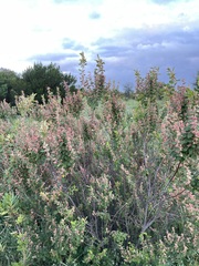 Pomaderris paniculosa paniculosa