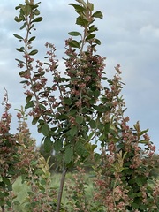 Pomaderris paniculosa paniculosa