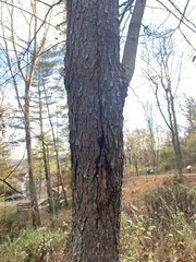 Cercis canadensis