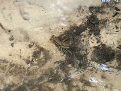 Procambarus dupratzii