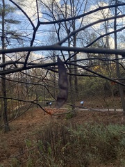 Cercis canadensis