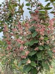 Pomaderris paniculosa paniculosa
