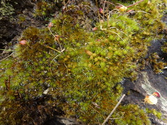 Campylopus introflexus