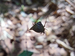 Micrathena plana