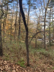 Cercis canadensis