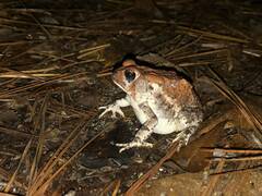 Anaxyrus fowleri