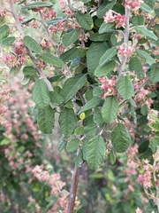 Pomaderris paniculosa paniculosa