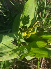 Hypoxis colchicifolia