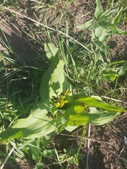 Hypoxis colchicifolia