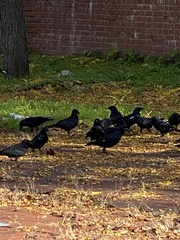 Corvus brachyrhynchos