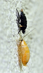Ellipsidion australe