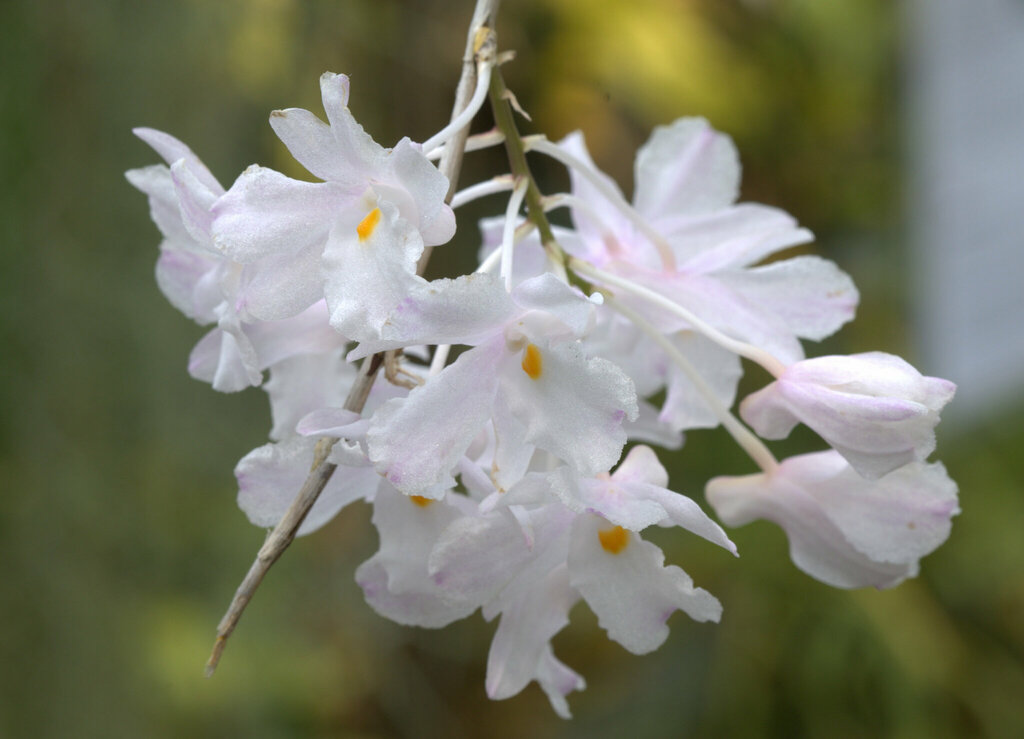 Dendrobium mutabile (Blume) Lindl.