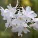 Dendrobium mutabile - Photo (c) Averater, algunos derechos reservados (CC BY)