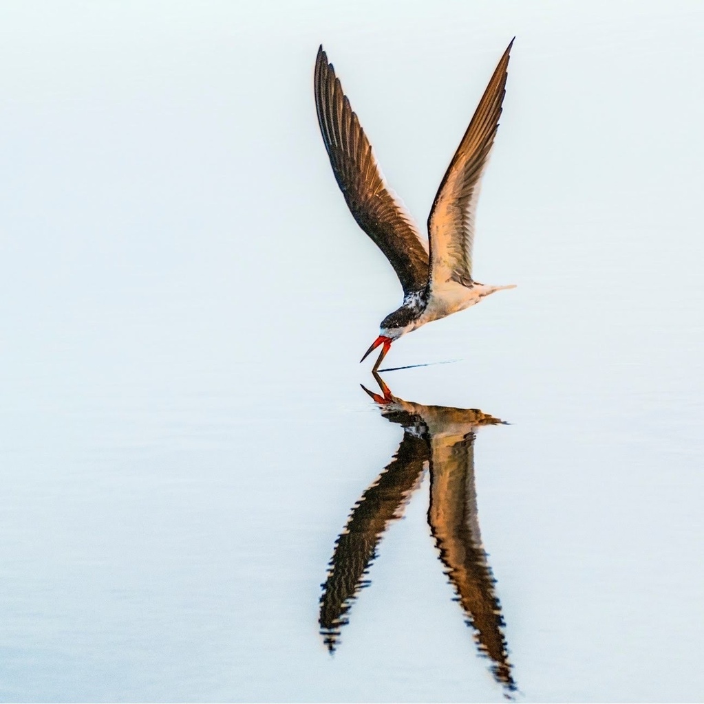 Skimmers