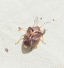 Eupolemus angularis