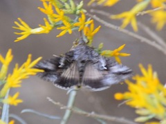 Autographa