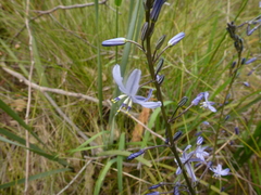 Caesia calliantha