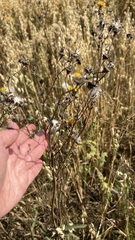 Sonchus arvensis uliginosus