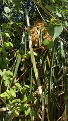 Androtrichum giganteum