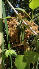 Androtrichum giganteum