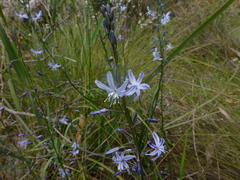 Caesia calliantha