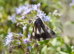 Melipotis famelica