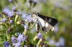 Melipotis famelica