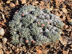 Eriogonum shockleyi