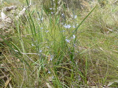 Caesia calliantha