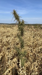 Cannabis sativa spontanea