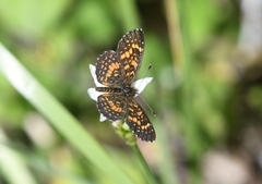 Texola elada ulrica