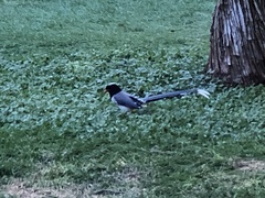 Urocissa erythroryncha