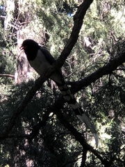 Urocissa erythroryncha