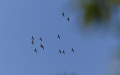 Rhynchopsitta terrisi