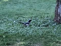 Urocissa erythroryncha