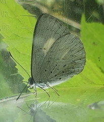 Eirmocides absimilis