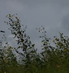 Petrochelidon pyrrhonota