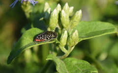 Acmaeodera haemorrhoa