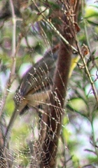 Basileuterus rufifrons