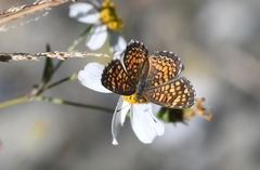 Phyciodes graphica graphica