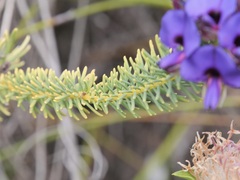 Gompholobium confertum