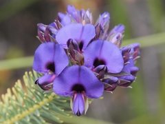 Gompholobium confertum