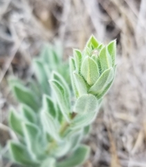 Heterotheca sessiliflora