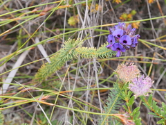Gompholobium confertum