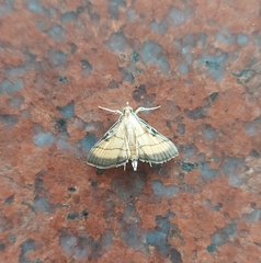 Cnaphalocrocis medinalis