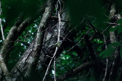 Oncostoma cinereigulare